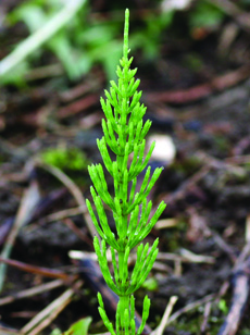 field horsetail vegetative stem