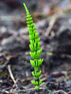 field horsetail vegetative stem