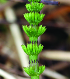 close-up of field horsetail vegetative stem