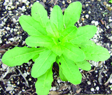 Field pennycress rosette