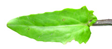 Field pennycress upper leaf