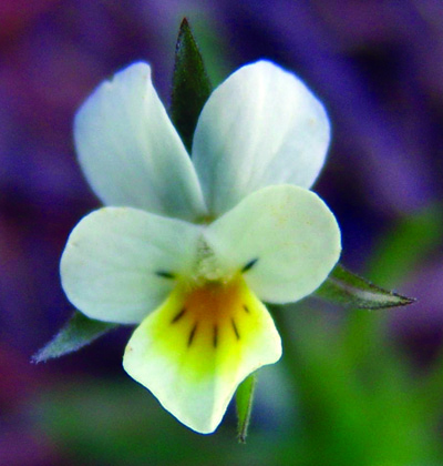 field violet flower