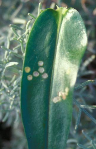 Four-lined plant bug damage