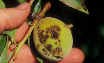 Severe pitting of young fruit due to early fruit infection by bacterial spot pathogen.
