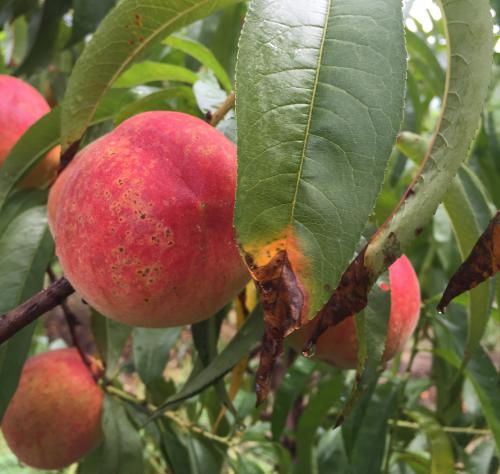 Leaf tip yellowing and flecked fruit due to bacterial spot.