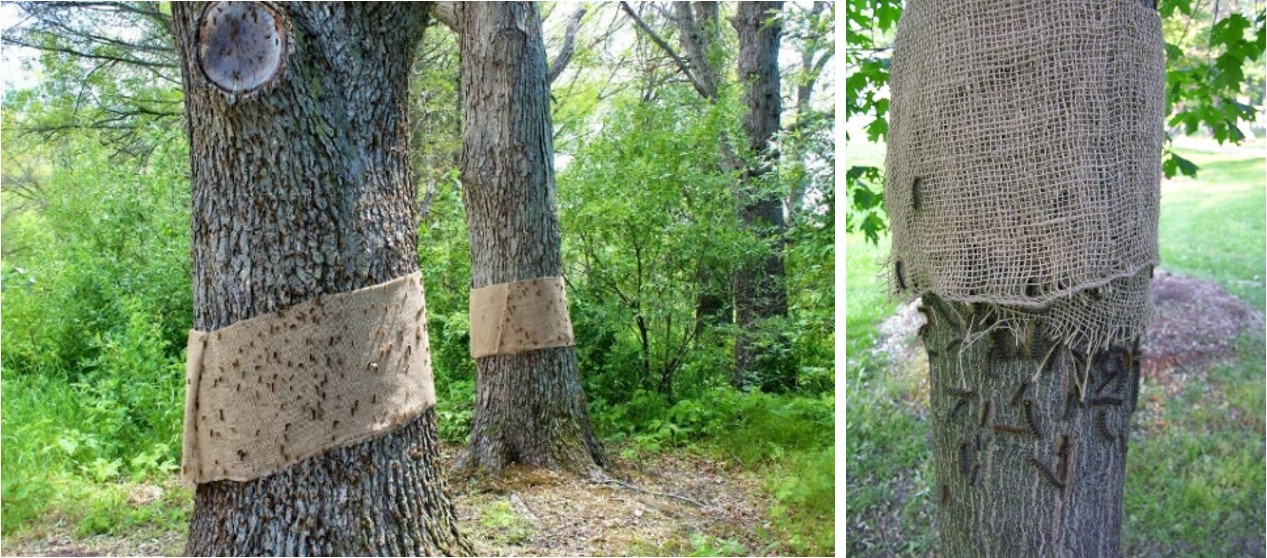 Hiding bands on infested trees