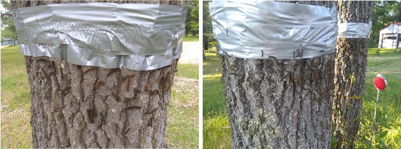 Barrier bands on trees.