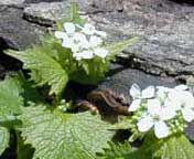 Garlic mustard