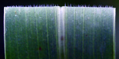 giant foxtail upper leaf surface