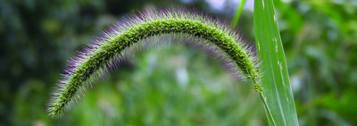 Giant foxtail seedhead