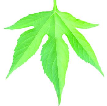 giant ragweed new leaf