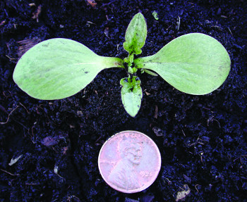 giant ragweed seedling