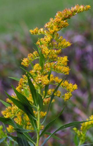 goldenrod flower