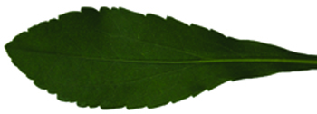 goldenrod leaf