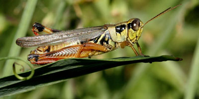 grasshopper