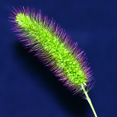 green foxtail seedhead