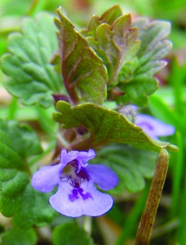 Ground ivy flower