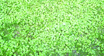 Ground ivy lawn plant