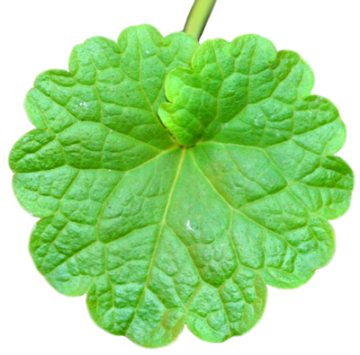 ground ivy leaf