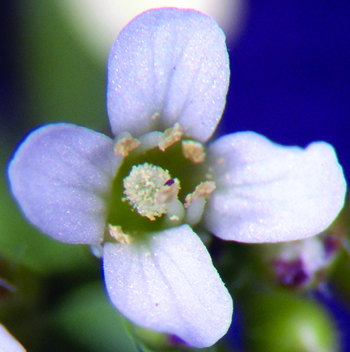 hairy bittercress flower