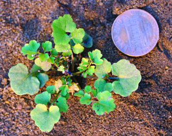 hairy bittercress rosette green