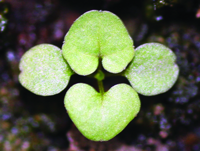 hairy bittercress seedling