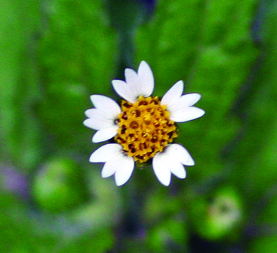 hairy galinsoga flower
