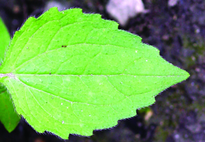 hairy galinsoga leaf