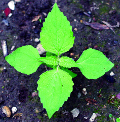 young hairy galinsoga plant