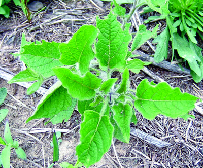 young hairy nightshade plant