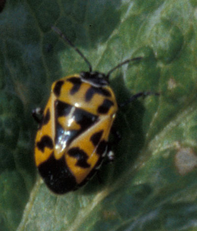 Harlequin bug