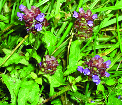 healall flower spikes