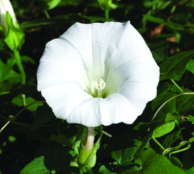 Hedge bindweed flower