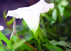 hedge bindweed with 2 large bracts