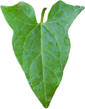 hedge bindweed leaf