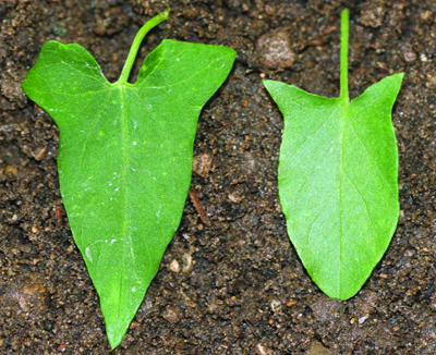 Hedge field bindweed comparison