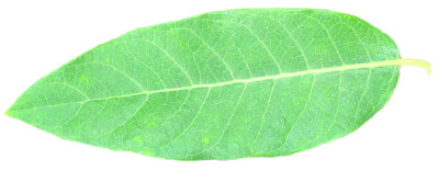 hemp dogbane leaf