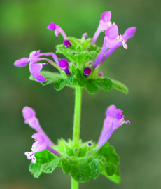 henbit flowers