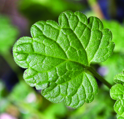 henbit leaf