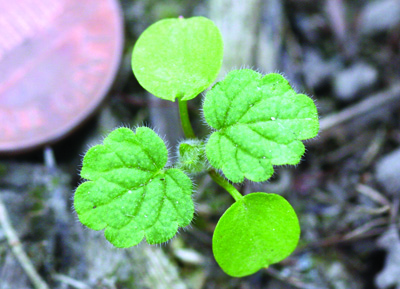 henbit seedling