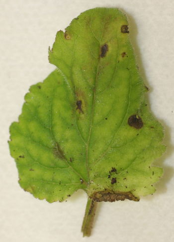 Heuchera leaf spetoria
