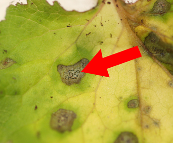 Heuchera lesion closeup