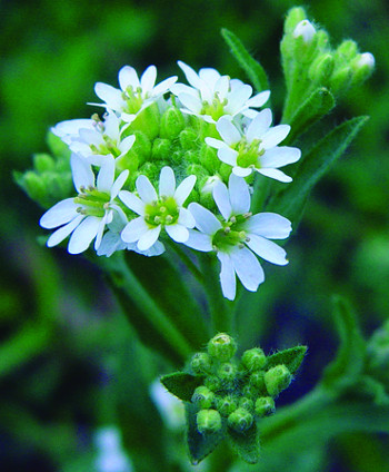 hoary alyssum flowers