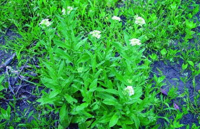 hoary alyssum plant