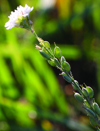 hoary alyssum seed pod