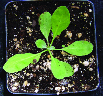 hoary alyssum seedling