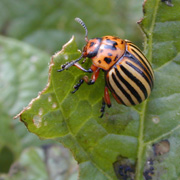 Potato beetle