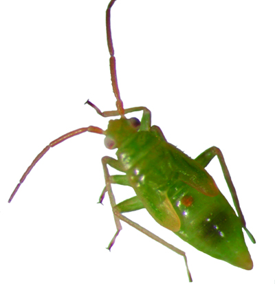 Honeylocust plant bug