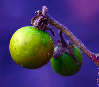 horsenettle berries