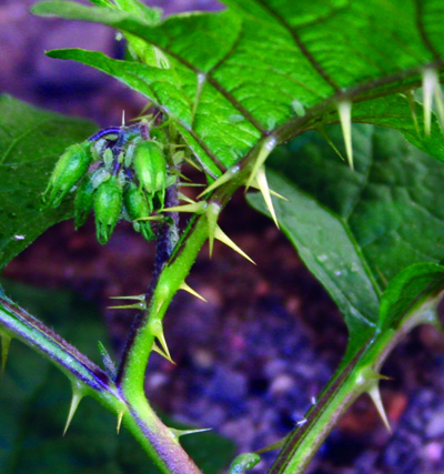 horsenettle spines